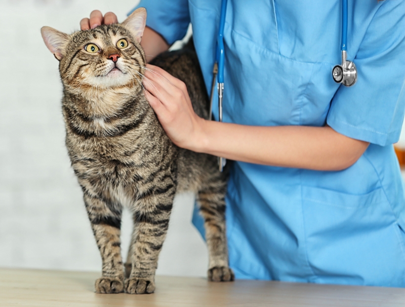 Veterinary Jobs in Memphis